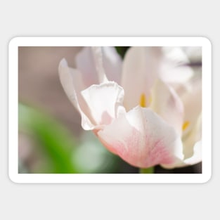White and rose tulip Sticker